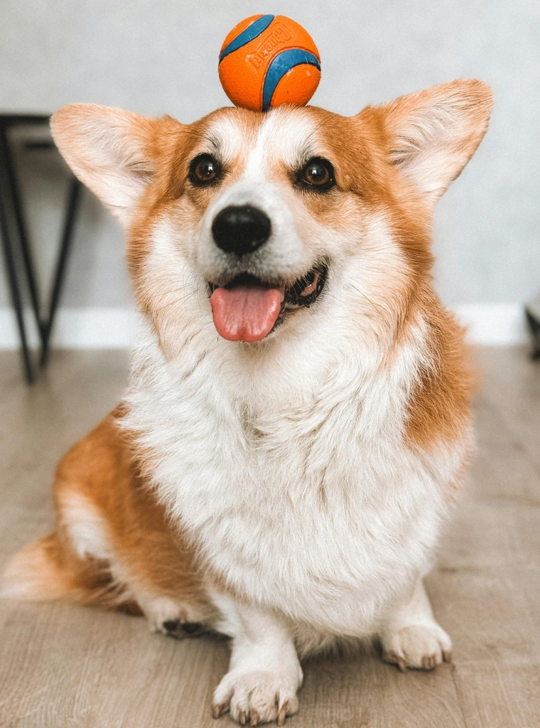 A corgi with a toy ball balanced on its head