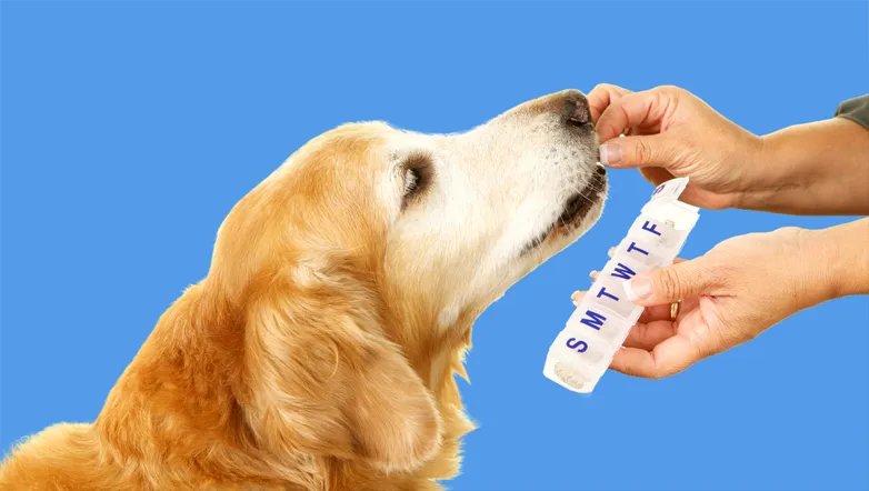 A person giving medication to their dog.